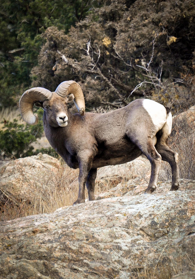 Sheep Photograph - Ram Bluff by Kevin Munro