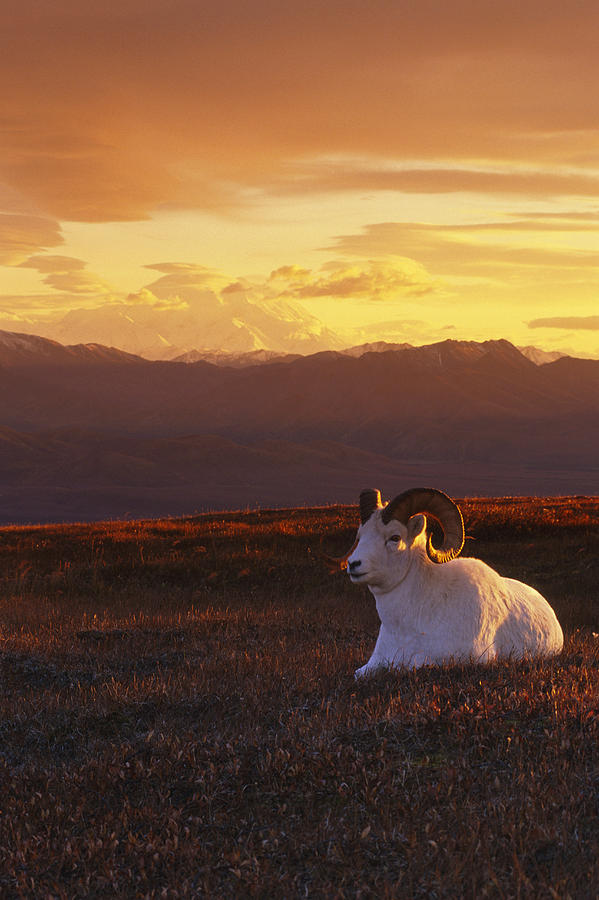 Ram Dall Sheep At Sunset In Front Photograph by Michael Jones