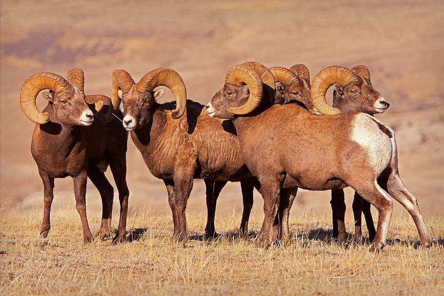 Ram Gang Photograph by Aaron Whittemore