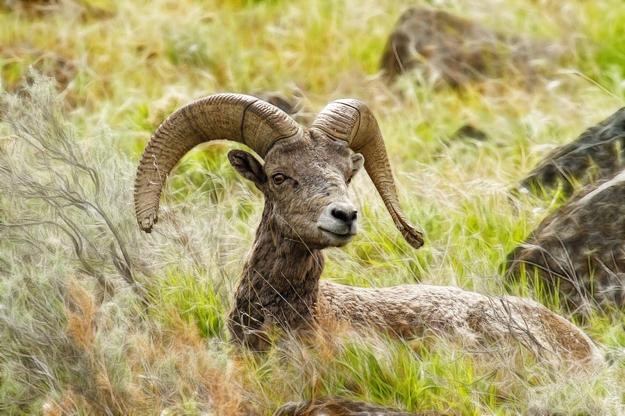 Ram in Fractal Grass Photograph by Steve McKinzie
