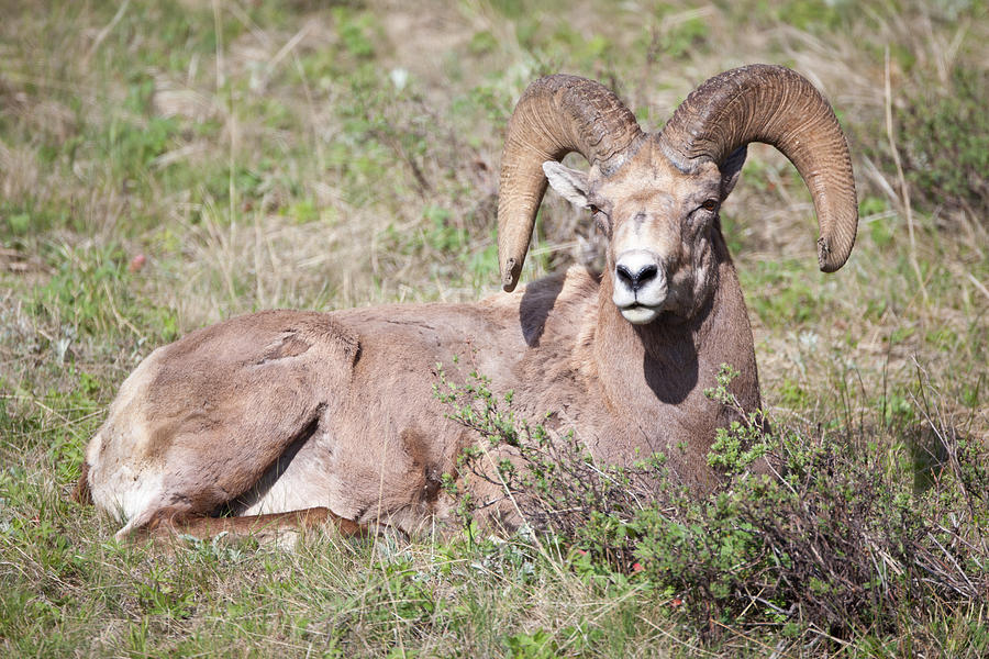 Ram in Yellowstone National Park Photograph by Natural Focal Point Photography Ram in Yellowstone National Park Photograph by Natural Focal Point Photography