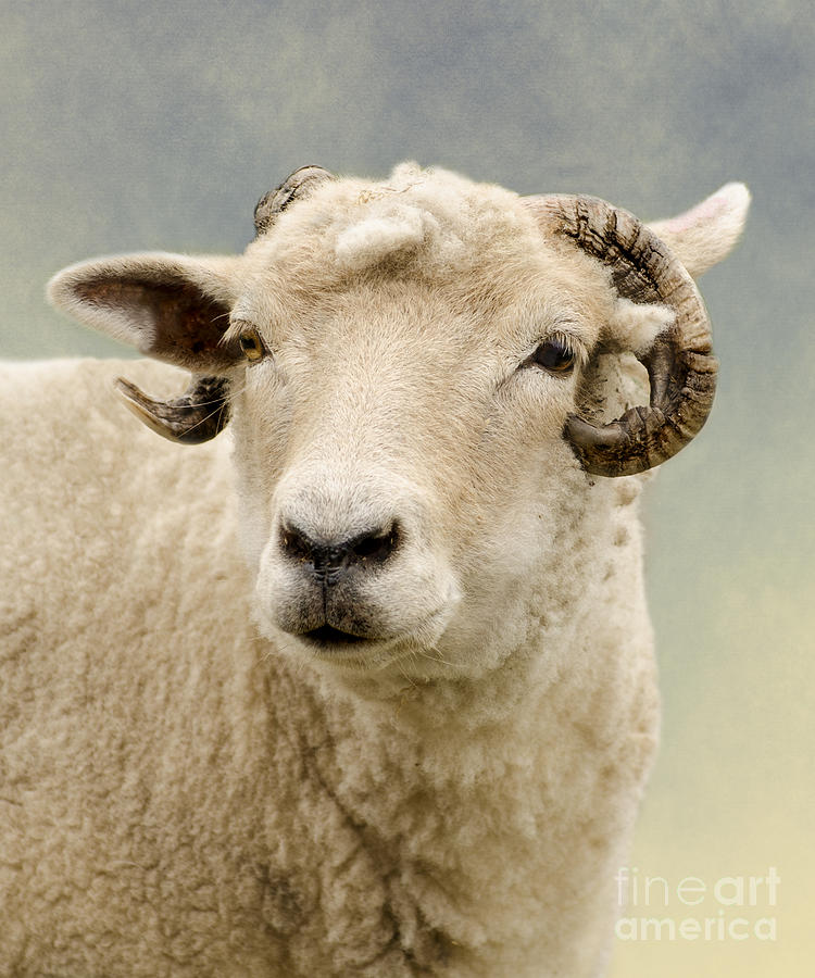 Sheep Photograph - Ram by Linsey Williams