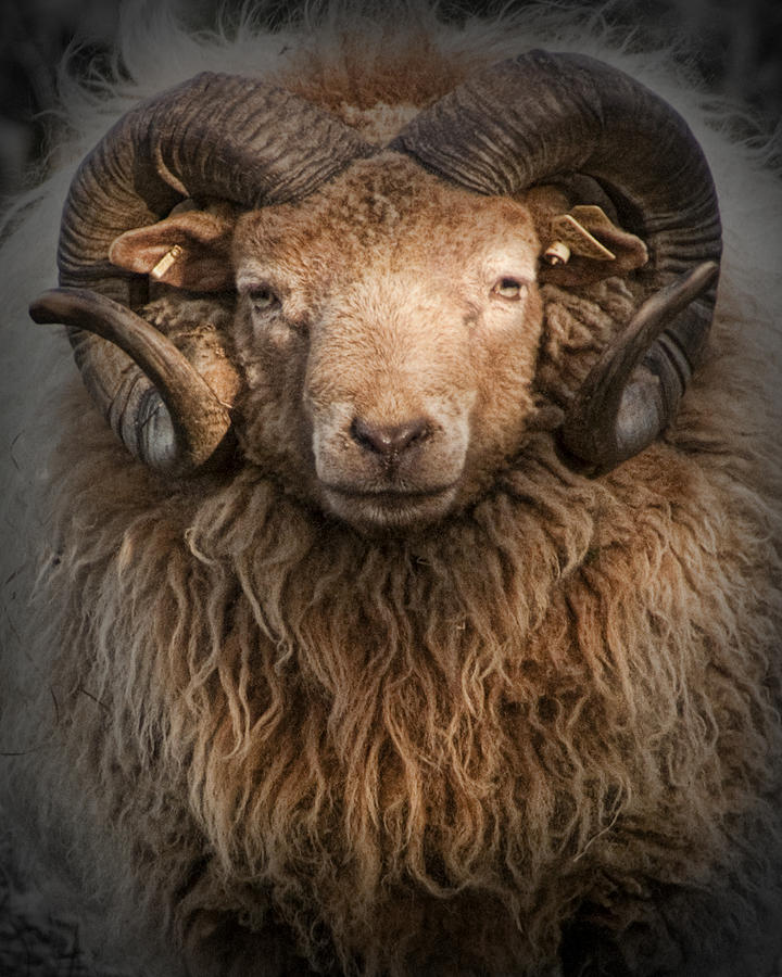 Nature Photograph - Ram Portrait by Randall Nyhof