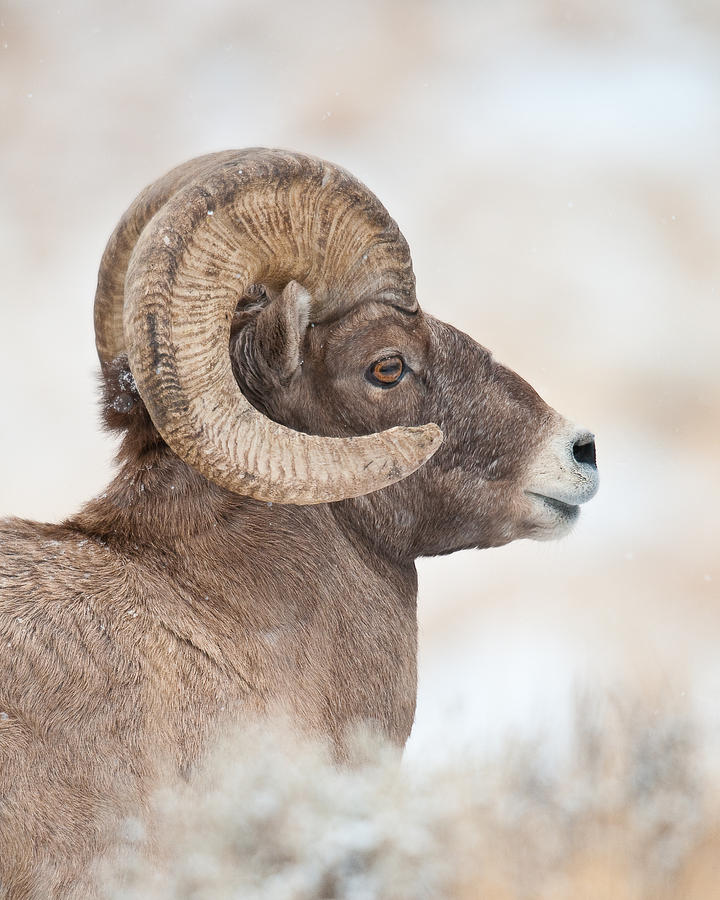 Ram Tough Photograph by Sam Parks - Fine Art America