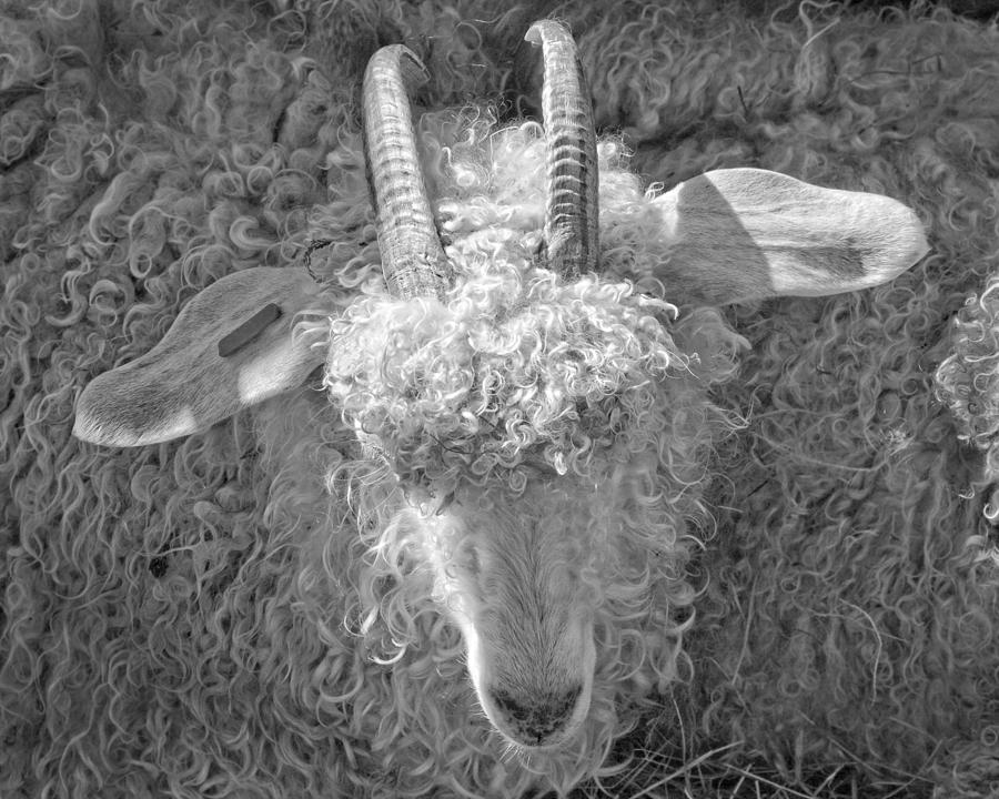 Ram Sheep On Farm In Maine Photograph by Keith Webber Jr