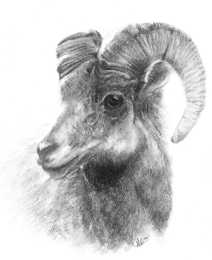 Ram study Drawing by Meagan  Visser