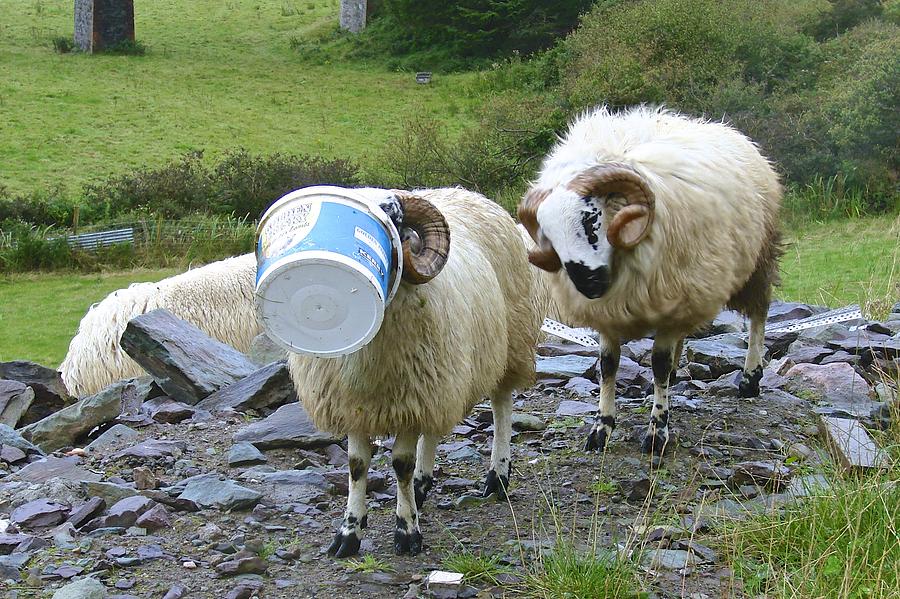 Sheep Photograph - Ram Tough by Norma Brock