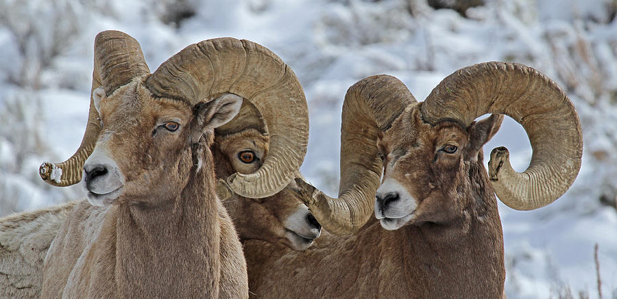 Yellowstone National Park Photograph - Ram Tough by Elaine Haberland