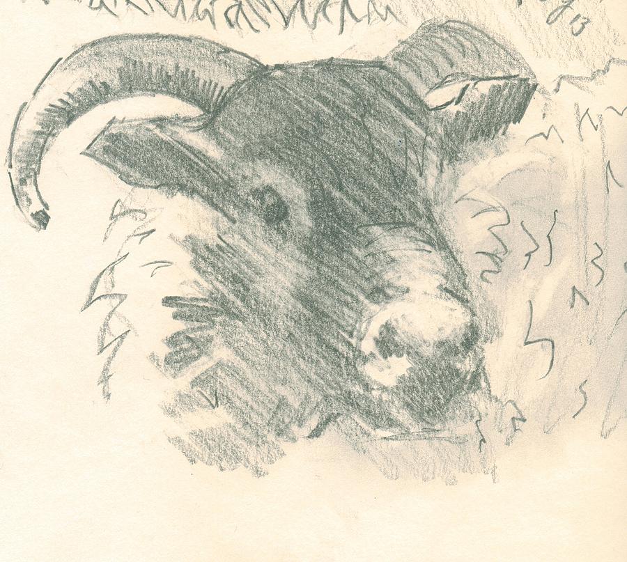 Ram with horns sketch Drawing by Mike Jory