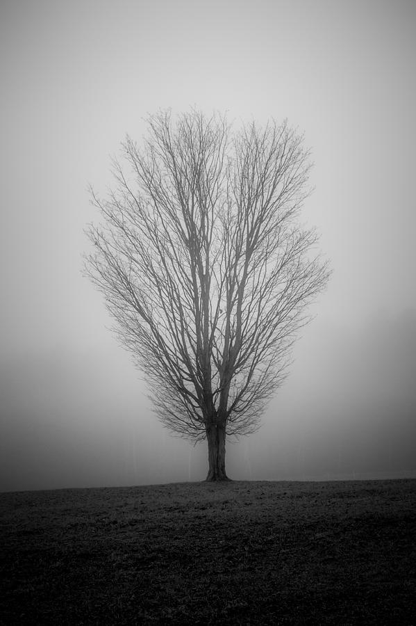 Ramblin Tree Photograph by Robert Clifford