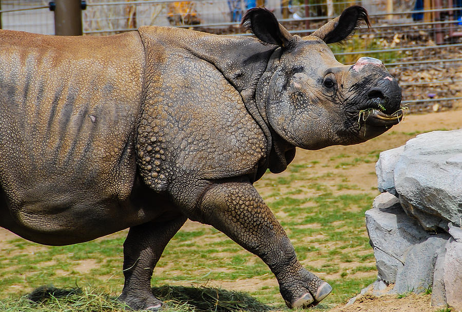 Rambling Rhino Photograph by Harry Strharsky