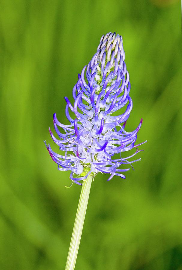 Nature Photograph - Rampion (phyteuma Tetramerum) Flowerhead by Bob Gibbons