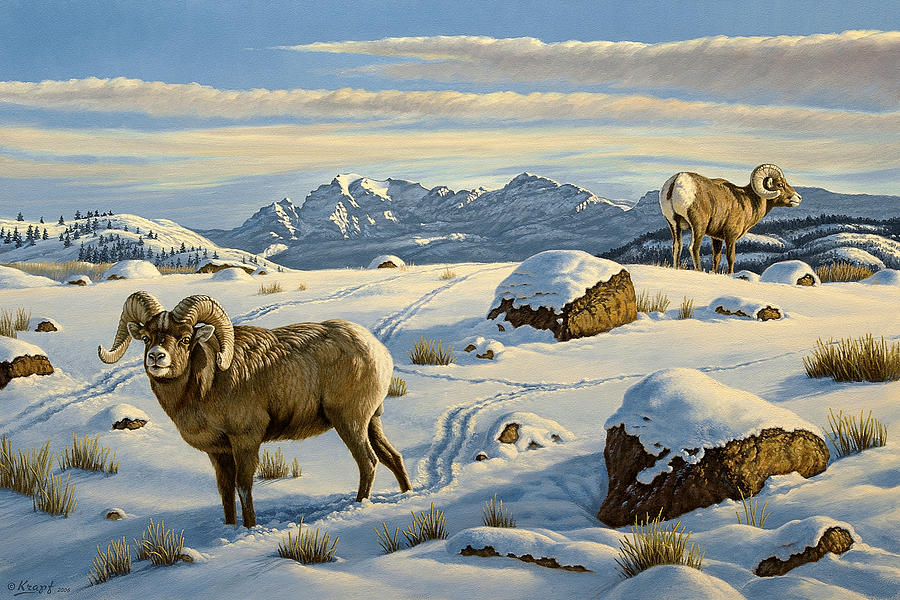 Wildlife Painting - Rams Down from Junction Butte by Paul Krapf