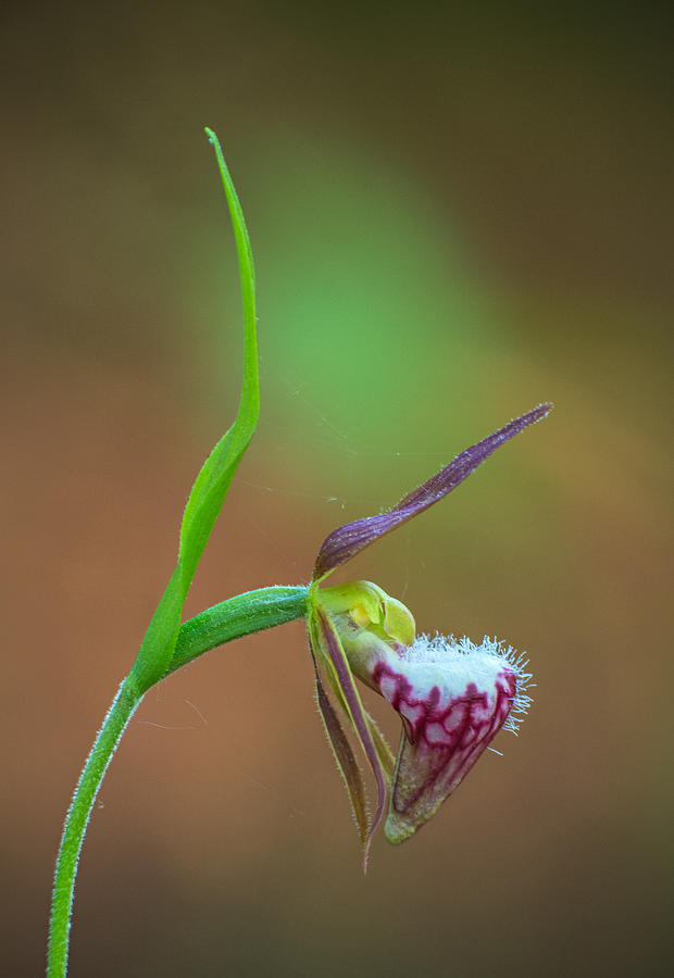 Rams Head Slipper Orchid Photograph by Jim Zablotny