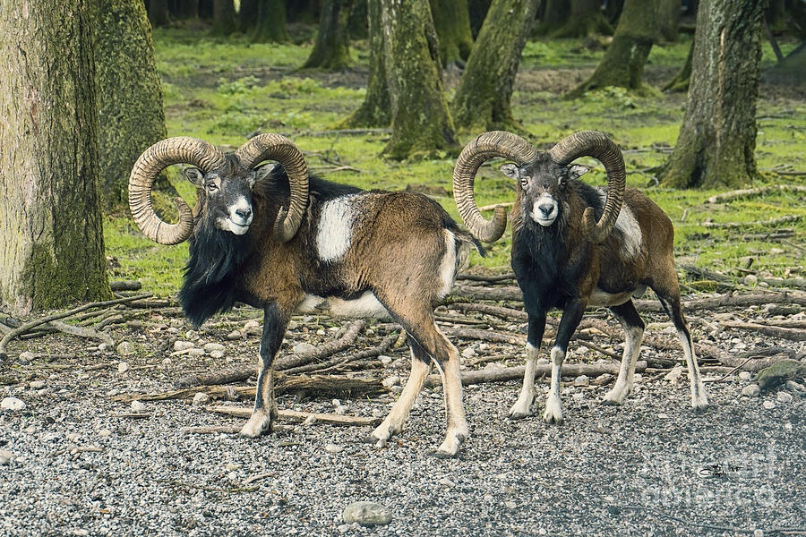 Rams in the Deer Park Photograph by Jutta Maria Pusl