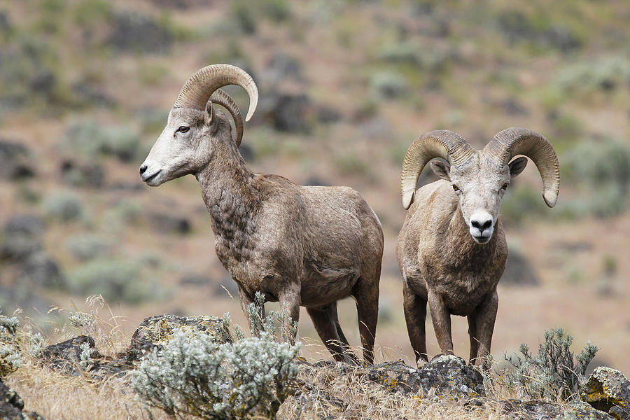 Rams In The Mountain Photograph by Athena Mckinzie