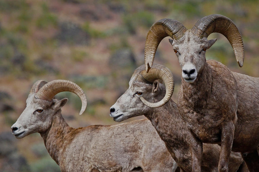 Rams In Three Photograph by Athena Mckinzie