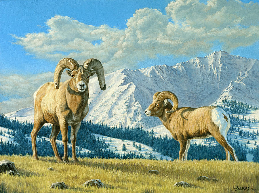 Wildlife Painting - Rams On The Ridge  by Paul Krapf