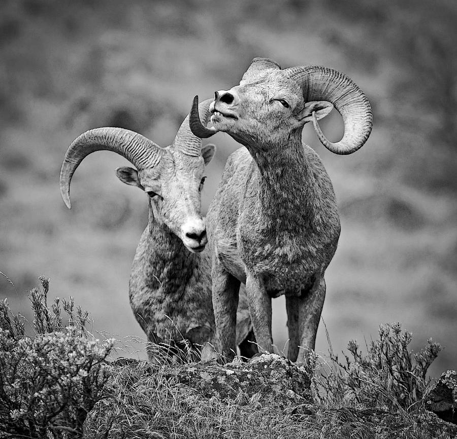 Rams With Attitude Photograph by Athena Mckinzie