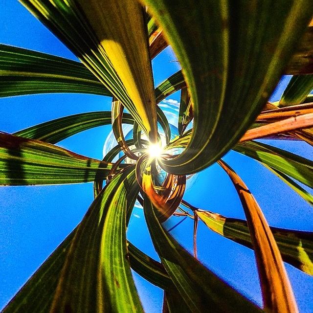 Ran This Palm Tree Shot Thru The New Photograph by Brendan Wilde