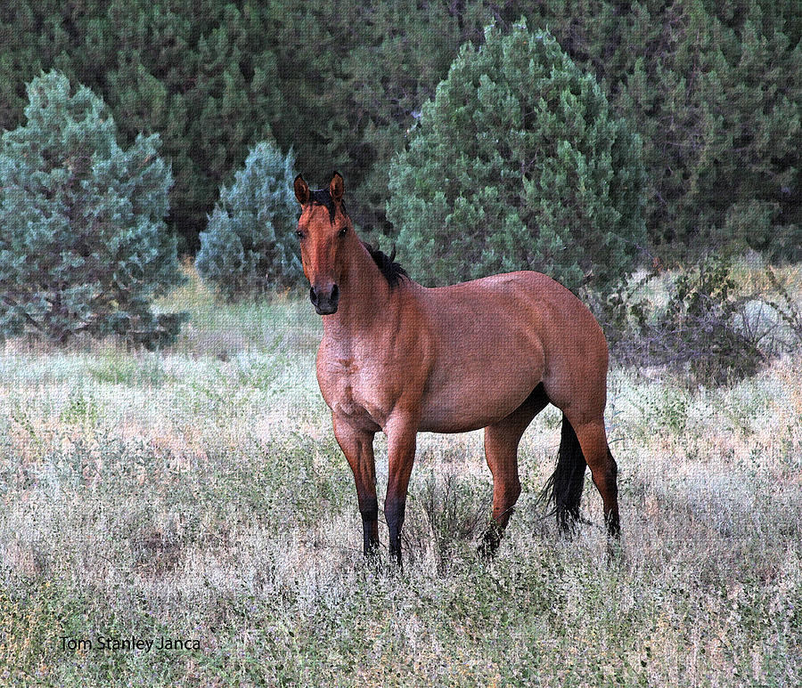Ranch Horse Young Arizona Photograph by Tom Janca