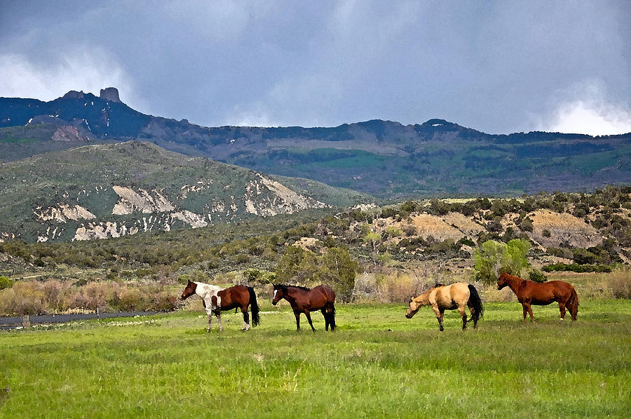 Ranch Horses  Photograph by Eric Rundle
