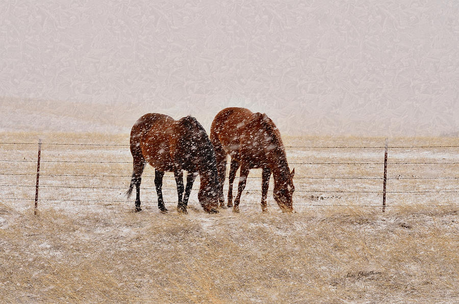 Ranch Horses in Snow Photograph by Kae Cheatham