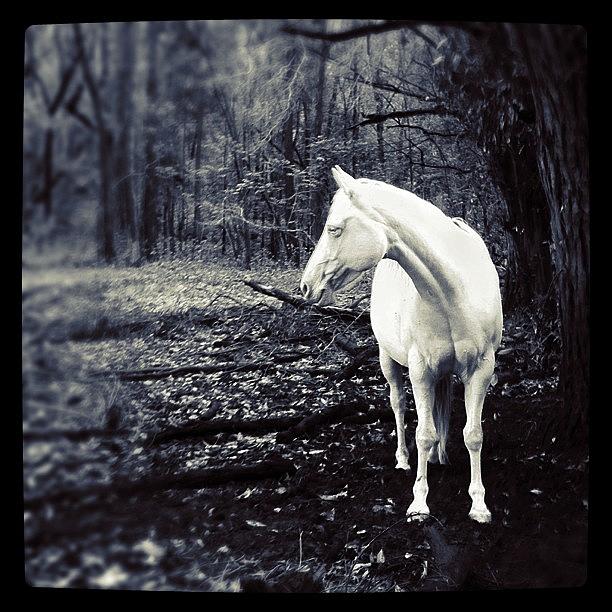Black And White Photograph - Ranch Morning by Mary Kukana Cajski