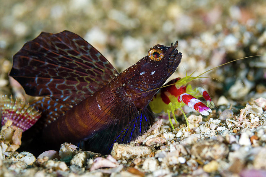 Randalls Shrimp With A Magnificent Photograph by Bruce Shafer - Fine ...