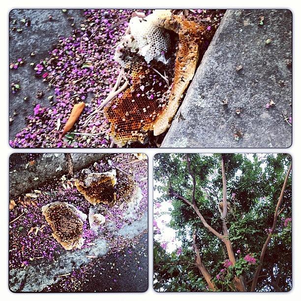 Random Beehive Fell From A Tree :/ Photograph by Jacqui Mccarron