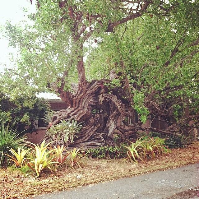 Random Front Yard Tree In Key West! Photograph by Andy Sharkey