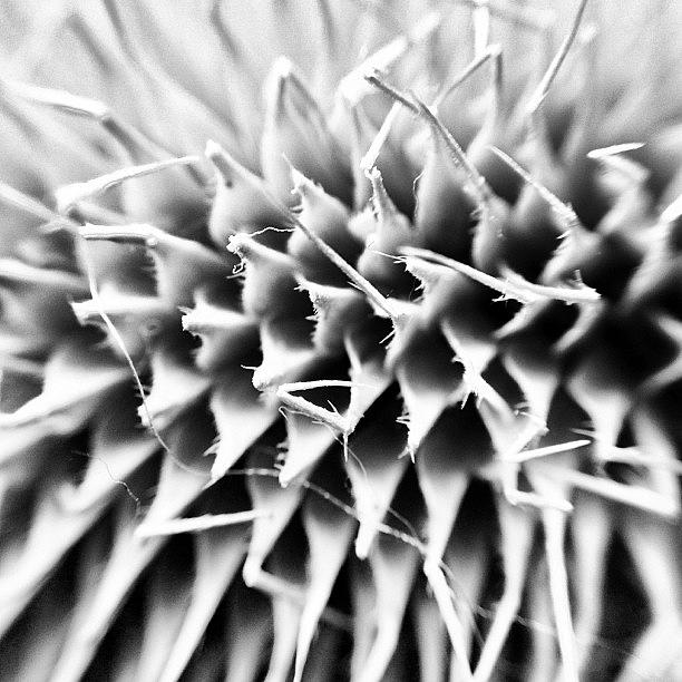 Nature Photograph - Random Macro Image In Black And White by Mark Cox