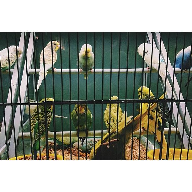 London Photograph - Randomly Went To The Pet Shop.. Where by Nicole Markhoff