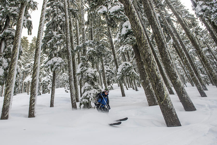 Randonee Skiing Through The Trees Photograph by Alasdair Turner - Fine ...