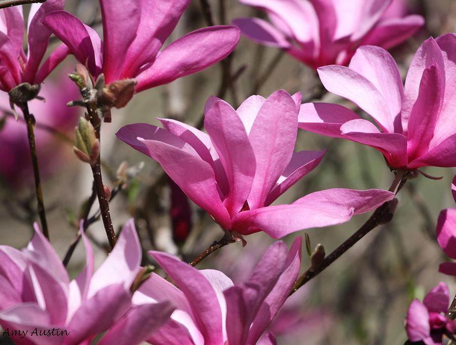 Randy Magnolia Photograph by Amy Austin - Fine Art America