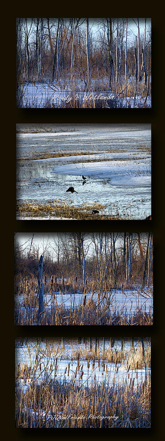 Randys Winter Wetlands Photograph by PJQandFriends Photography