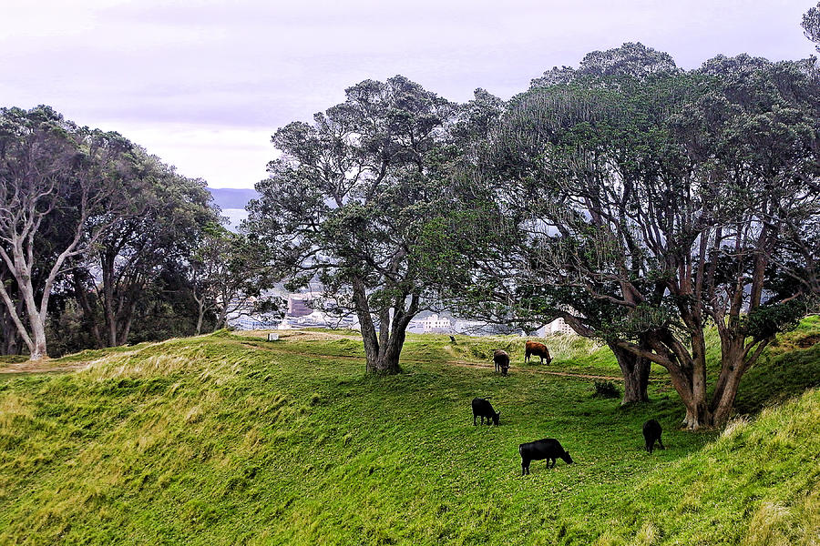 Range Cattle above Auckland Photograph by Linda Phelps