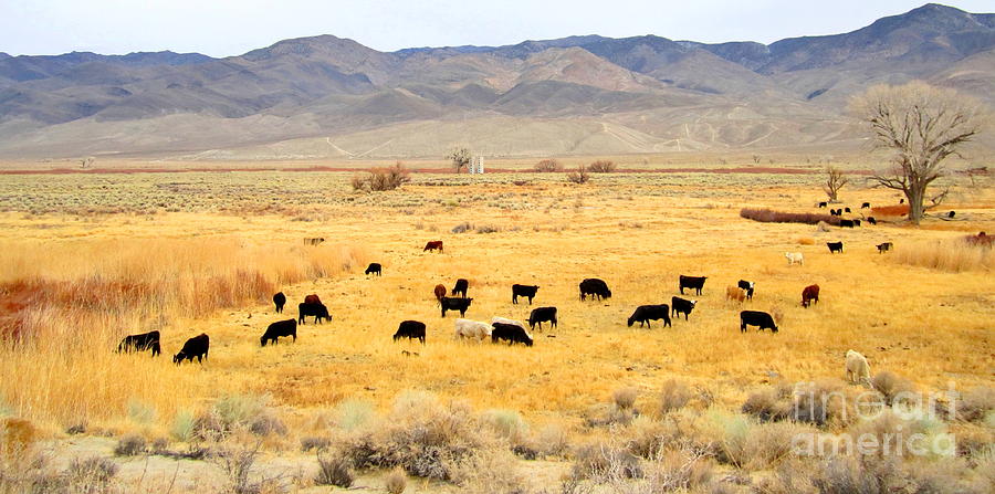 Range Cattle Photograph by Marilyn Diaz