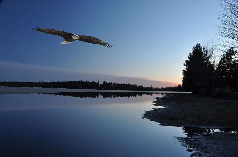 Eagle Photograph - Rangeline Lake by RJ Martens Eagle Photograph - Rangeline Lake by RJ Martens