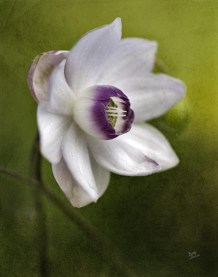 Ranunculaceae Flower Photograph by Betty Denise - Fine Art America