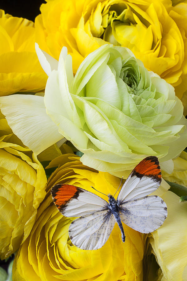 Butterfly Photograph - Ranunculus and butterfly by Garry Gay