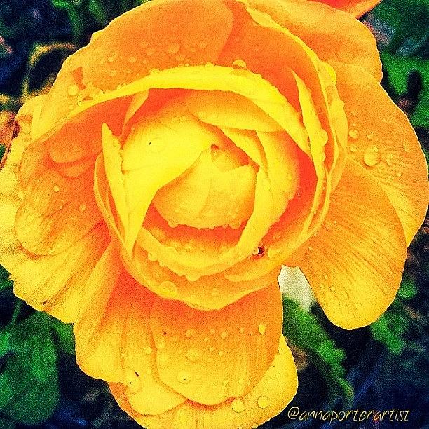 Spring Photograph - Ranunculus And Raindrops. April 2013 by Anna Porter