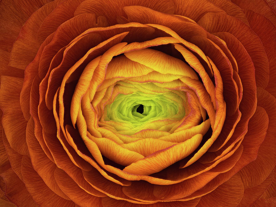 Abstract Photograph - Ranunculus Asiaticus by Victor Mozqueda