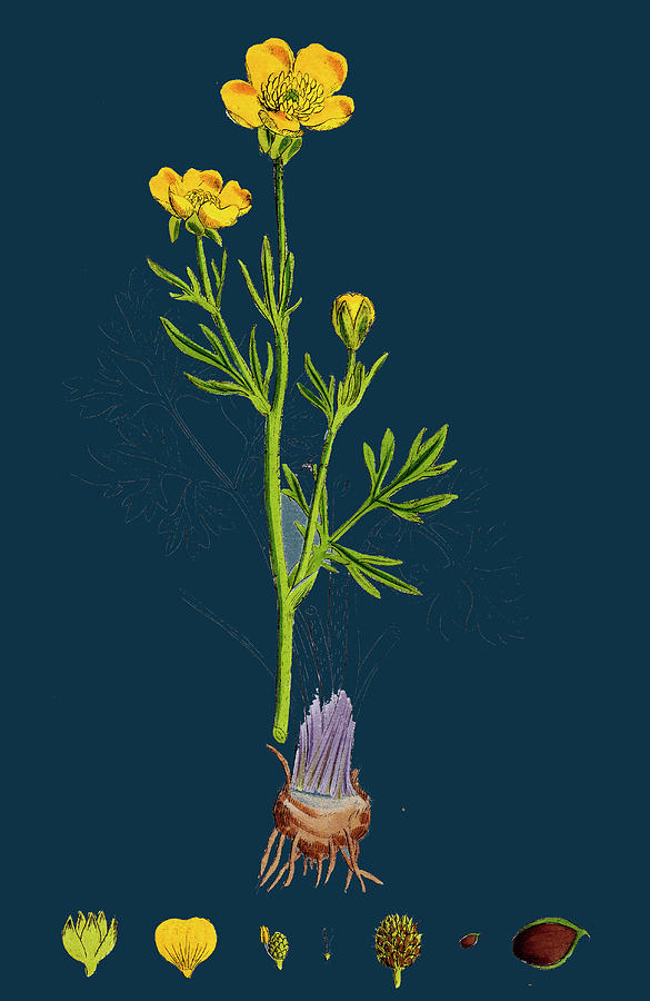 19th Century Drawing - Ranunculus Bulbosus Bulbous Crowfoot by English School 19th Century Drawing - Ranunculus Bulbosus Bulbous Crowfoot by English School