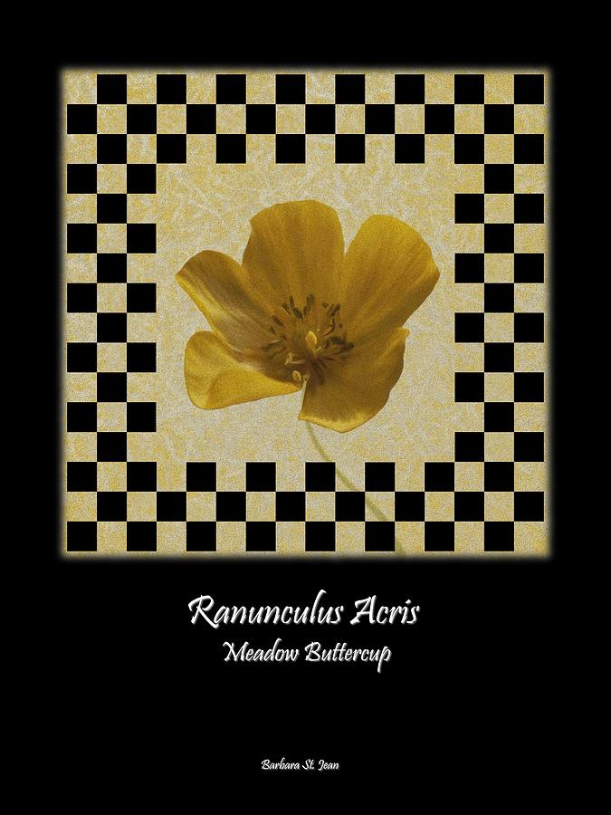 Ranunculus Buttercup Wild flower Poster 1 Digital Art by Barbara St Jean