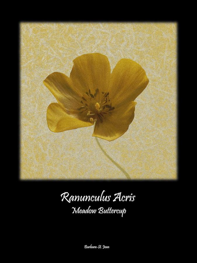 Ranunculus Buttercup Wild flower Poster 2 Digital Art by Barbara St Jean