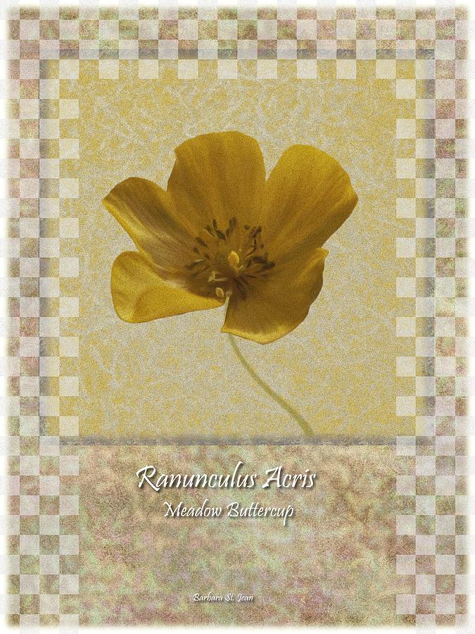Ranunculus Buttercup Wild flower Poster 3 Digital Art by Barbara St Jean