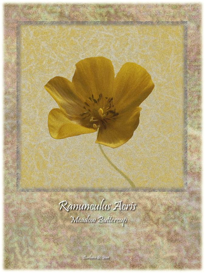 Ranunculus Buttercup Wild flower Poster 4 Digital Art by Barbara St Jean