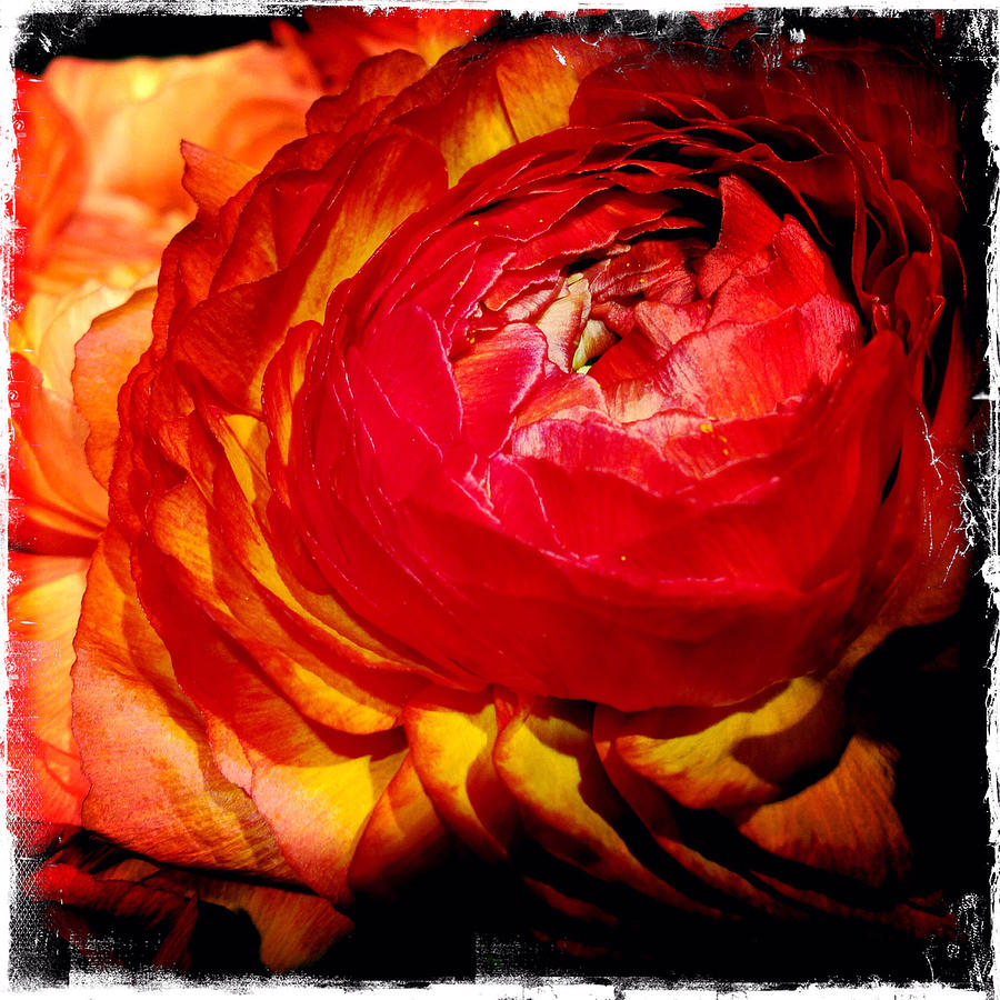 Nature Photograph - Ranunculus by Doveen Schecter
