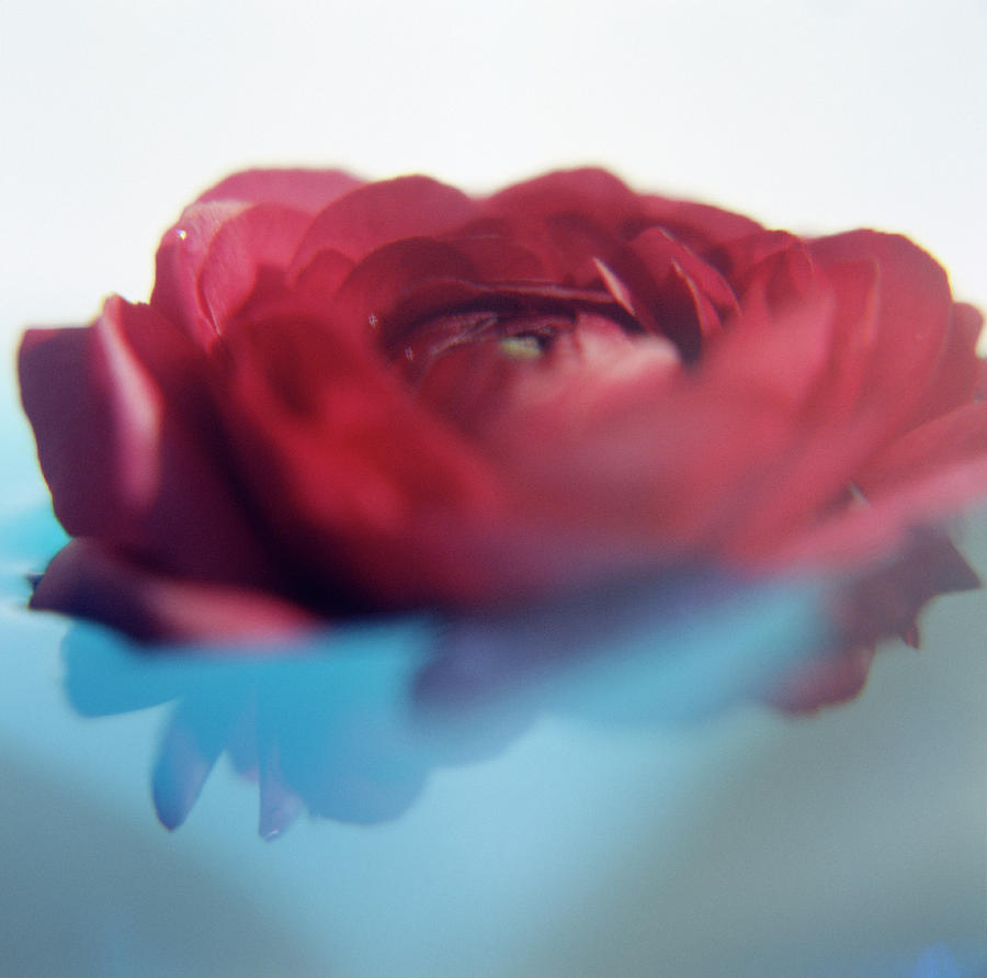 Ranunculus Flower Photograph by Science Photo Library Ranunculus Flower Photograph by Science Photo Library